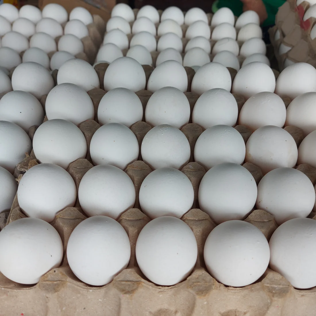 Large Fresh eggs